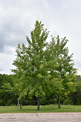 Summer Shimmer Aspen (Populus 'Klaus Select') at Lakeshore Garden Centres
