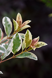 Lemon Swirl Variegated Brush Cherry (Eugenia myrtifolia 'Variegata') at Lakeshore Garden Centres