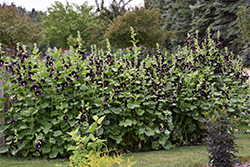 Black Hollyhock (Alcea rosea 'Nigra') at A Very Successful Garden Center