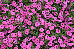 ColorRush Pink Petunia (Petunia 'Balcushink') at Stonegate Gardens
