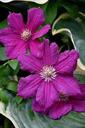 Ernest Markham Clematis (Clematis 'Ernest Markham') at Stonegate Gardens