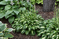 White Ray Hosta (Hosta 'White Ray') at Lakeshore Garden Centres