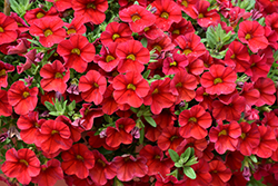 Superbells Red Calibrachoa (Calibrachoa 'INCALIMRED') at Stonegate Gardens