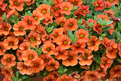 Aloha Hot Orange Calibrachoa (Calibrachoa 'Aloha Hot Orange') at Lakeshore Garden Centres