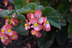 BabyWing Pink Bicolor Begonia (Begonia 'BabyWing Pink Bicolor') at A Very Successful Garden Center