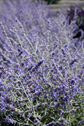 Crazy Blue Russian Sage (Perovskia atriplicifolia 'Crazy Blue') at Lakeshore Garden Centres