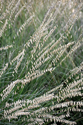 Sideoats Grama (Bouteloua curtipendula) at Lakeshore Garden Centres