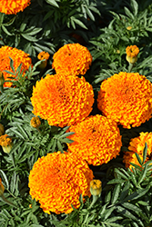 Moonstruck Deep Orange Marigold (Tagetes erecta 'Moonstruck Deep Orange') at Stonegate Gardens