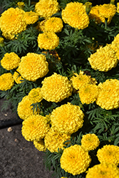 Moonstruck Yellow Marigold (Tagetes erecta 'Moonstruck Yellow') at Stonegate Gardens