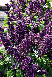 Lighthouse Purple Sage (Salvia splendens 'Lighthouse Purple') at Stonegate Gardens