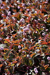 Pink Knotweed (Persicaria capitata) at Stonegate Gardens