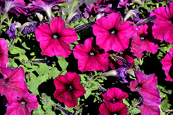 Celebrity Burgundy Petunia (Petunia 'Celebrity Burgundy') at Lakeshore Garden Centres