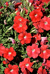 Celebrity Red Petunia (Petunia 'Celebrity Red') at Lakeshore Garden Centres