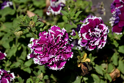 Pirouette Purple Petunia (Petunia 'Pirouette Purple') at Stonegate Gardens