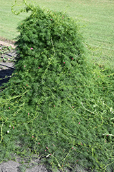 Cypress Vine (Ipomoea quamoclit) at Lakeshore Garden Centres