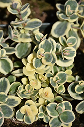 Lime Twister Stonecrop (Sedum 'Lime Twister') at Stonegate Gardens