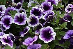 Potunia Purple Halo Petunia (Petunia 'Potunia Purple Halo') at Stonegate Gardens