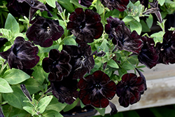 Black Velvet Petunia (Petunia 'Black Velvet') at Stonegate Gardens