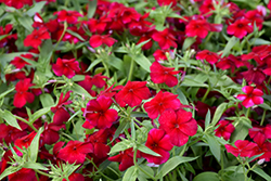 Phloxy Lady Cherry Red Annual Phlox (Phlox 'Phloxy Lady Cherry Red') at Lakeshore Garden Centres