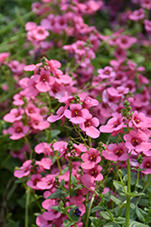 My Darling Berry Twinspur (Diascia 'My Darling Berry') at Stonegate Gardens