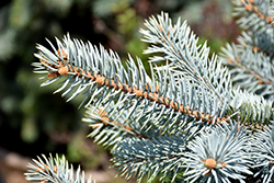 Crystal Blue Spruce (Picea pungens 'Crystal Blue') at Stonegate Gardens