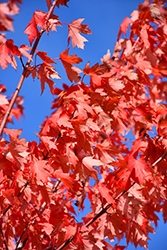 Autumn Fantasy Maple (Acer x freemanii 'Autumn Fantasy') at Lakeshore Garden Centres