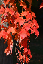 Caddo Sugar Maple (Acer saccharum 'Caddo') at Stonegate Gardens