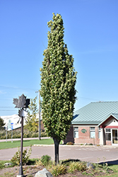 Green Pillar Pin Oak (Quercus palustris 'Pringreen') at Stonegate Gardens