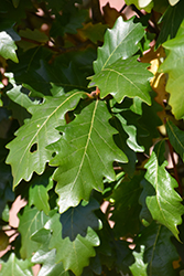 Kindred Spirit Oak (Quercus x warei 'Nadler') at Stonegate Gardens