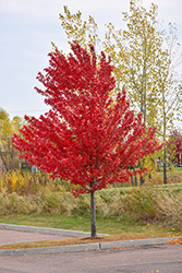 Autumn Spire Red Maple (Acer rubrum 'Autumn Spire') at Stonegate Gardens