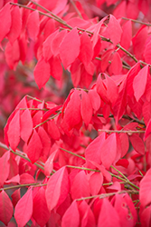 Fire Ball Seedless Burning Bush (Euonymus alatus 'NCEA1') at Lakeshore Garden Centres
