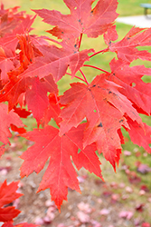 Celebration Maple (Acer x freemanii 'Celebration') at Lakeshore Garden Centres