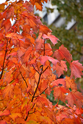 Bowhall Red Maple (Acer rubrum 'Bowhall') at Stonegate Gardens