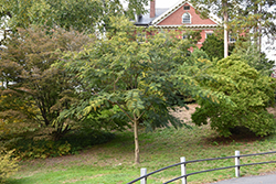 E.H. Wilson Mimosa (Albizia julibrissin 'E.H. Wilson') at Stonegate Gardens