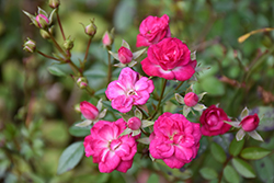 Magenta Miniature Rose (Rosa chinensis 'Minima') at Lakeshore Garden Centres