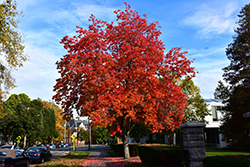 Red Maple (Acer rubrum 'var. rubrum') at Stonegate Gardens