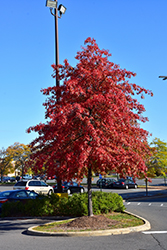Pin Oak (Quercus palustris) at Lakeshore Garden Centres