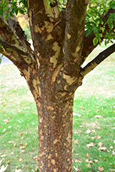 Lacebark Elm (Ulmus parvifolia) at Stonegate Gardens