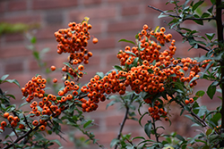 Scarlet Firethorn (Pyracantha coccinea) at Stonegate Gardens