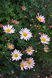 Hillside Sheffield Chrysanthemum (Chrysanthemum 'Hillside Sheffield Pink') at A Very Successful Garden Center
