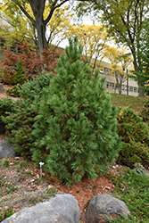 Pygmy Swiss Stone Pine (Pinus cembra 'Pygmaea') at Stonegate Gardens