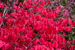 Compact Winged Burning Bush (Euonymus alatus 'Compactus') at Lakeshore Garden Centres
