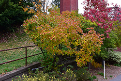 Winterberry (Ilex verticillata) at Stonegate Gardens