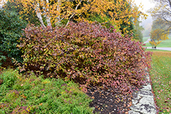 Bailey Red-Twig Dogwood (Cornus baileyi) at Stonegate Gardens