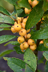 Berry Heavy Gold Winterberry (Ilex verticillata 'Roberta Case') at Stonegate Gardens