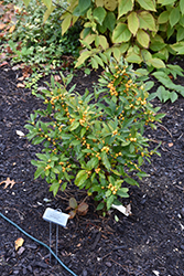 Berry Heavy Gold Winterberry (Ilex verticillata 'Roberta Case') at Stonegate Gardens