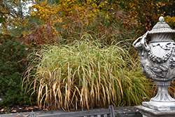 Cosmopolitan Maiden Grass (Miscanthus sinensis 'Cosmopolitan') at Lakeshore Garden Centres