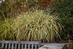 Dixieland Maiden Grass (Miscanthus sinensis 'Dixieland') at Stonegate Gardens