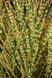 Gold Bar Maiden Grass (Miscanthus sinensis 'Gold Bar') at Stonegate Gardens