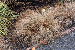 Bronze Hair Sedge (Carex comans 'Bronze') at Stonegate Gardens